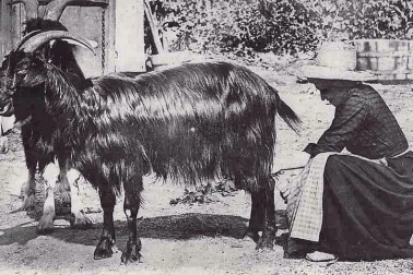 La chevriere