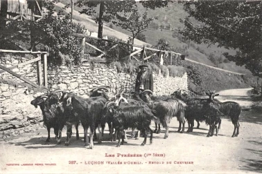 Luchon Retour du chevrier