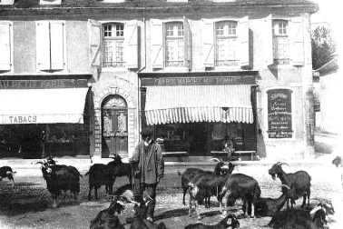 Un troupeau de chevres en ville