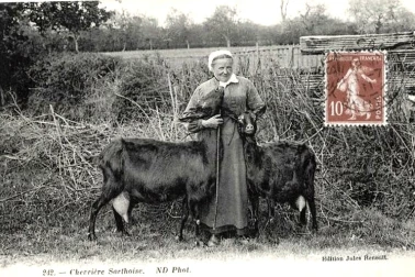 Chevriere Sarthoise