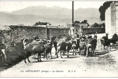 Le chevrier et ses chevres et boucs Vieux metiers