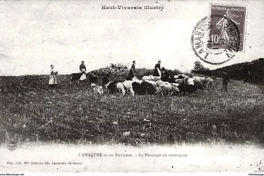 Troupeau de chevres paturage en montagne