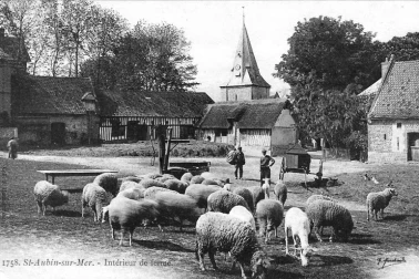 Saint Aubin sur Mer Interieure de la ferme avec les moutons