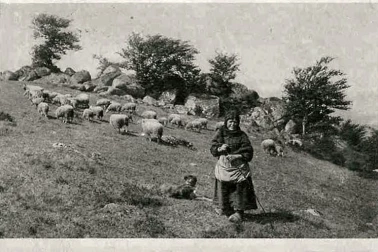 La bergere et ses moutons dans la montagne