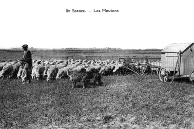 En Bauce les moutons