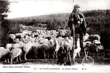 Au pays landais le vieux berger
