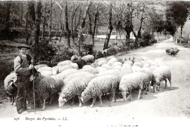 Berger des Pyrenees