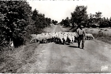 Un troupeau de moutons avec son berger