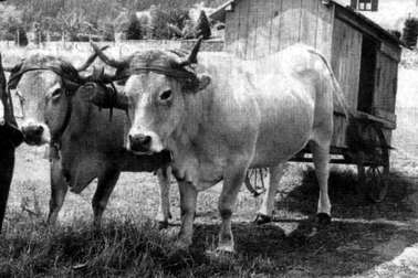La cabane du berger tiree par les boeufs