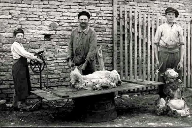 Chaignay la tonte des moutons en 1920 Village du Canton d Is-sur-Tille