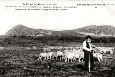 Berger du mezenc Type-des-patres-midi