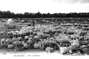 Beauce Parc a moutons