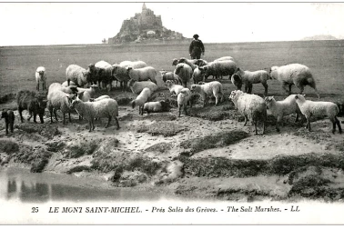 Le-mont-saint-michel Pres-sales-des-greves Berger-et-moutons