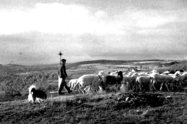 Le berger avec ses moutons au calvaire dans les annees 1960
