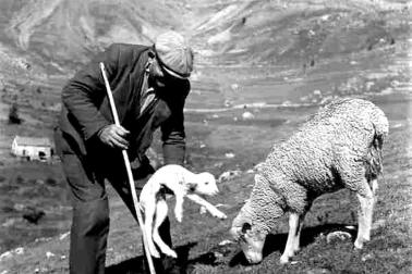 Cantal animaux la transhumance Le berger et l agneau nouveau ne en 1958