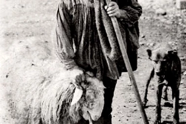 Berger-enfant Brebis des pyrennees