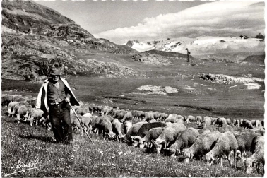 Un berger et son troupeau dans les montagnes du Cantal