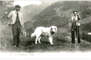 Pyrenees chien de montagne et bergers