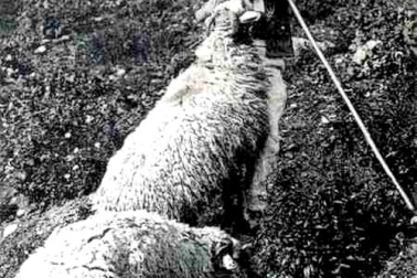 Un jeune berger et son favori