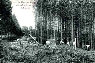 Bucherons en Bois de Beauvais dans le Morvan