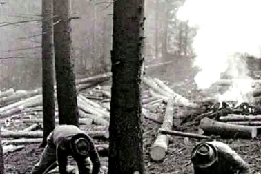 Bucherons au travail dans les bois