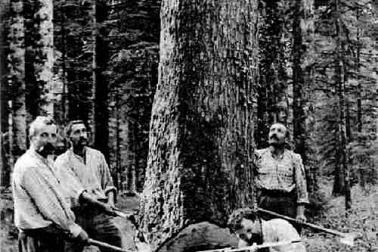 Bucherons au travail dans la Foret d  Andelot en Montagne