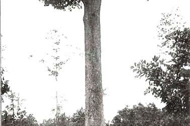 Foret de Marchenoir - Le chene Pattu
