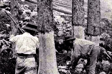 Bucherons au travail en Lorraine