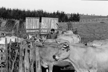 Un-jeune-buronnier-d-aubrac