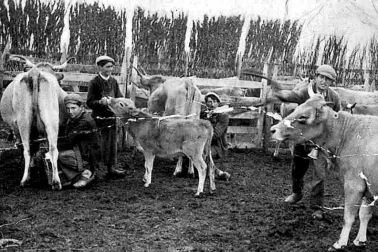 Traite manuelle de deux vaches au parc de claies buronnier donnant du sel a un veau aux Landes du Puech en 1941