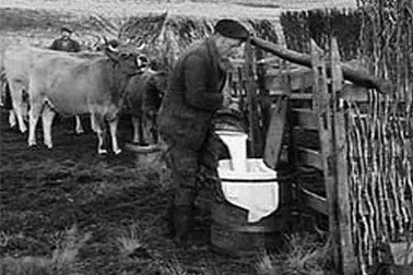 Un buronnier effectuant la traite des vaches en montagne